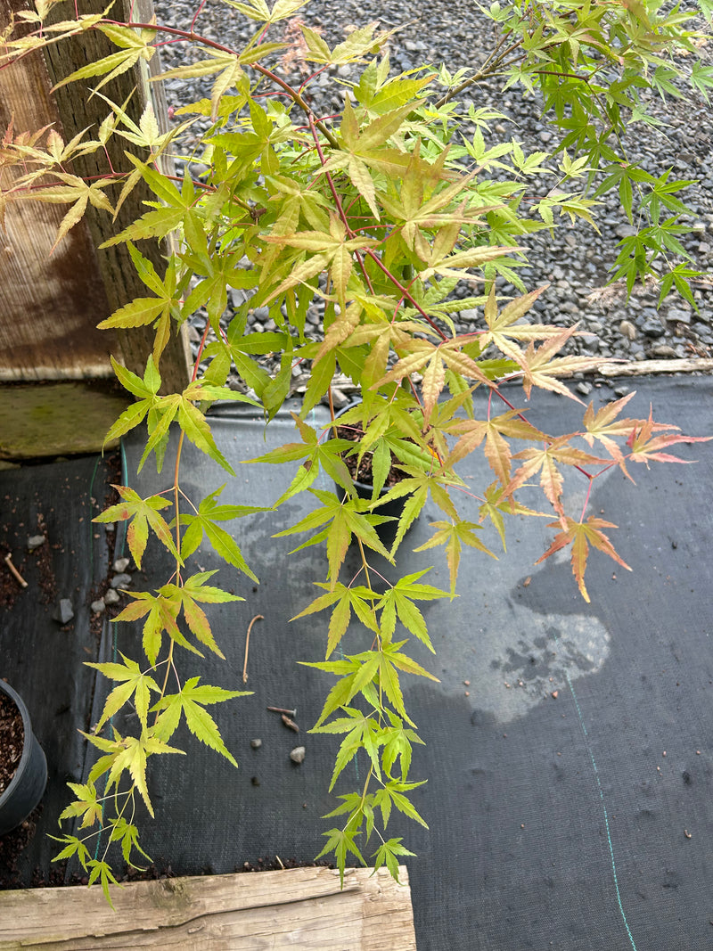 Acer palmatum 'Golden Falls' Weeping Golden Japanese Maple