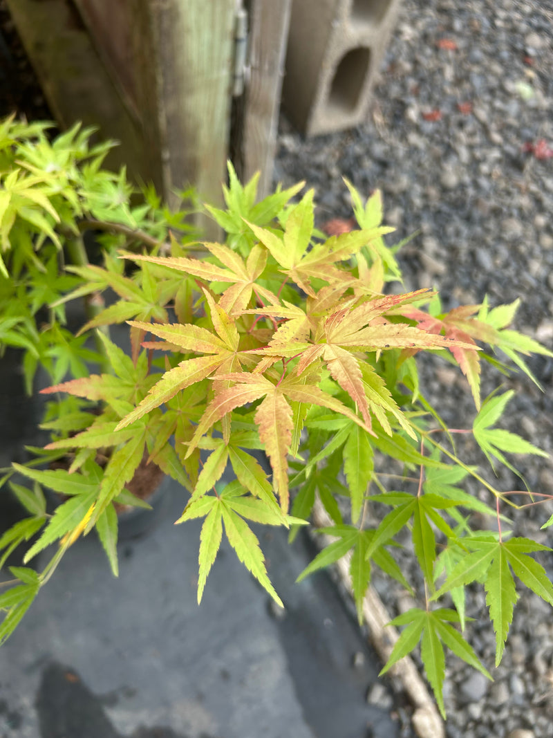Acer palmatum 'Golden Falls' Weeping Golden Japanese Maple