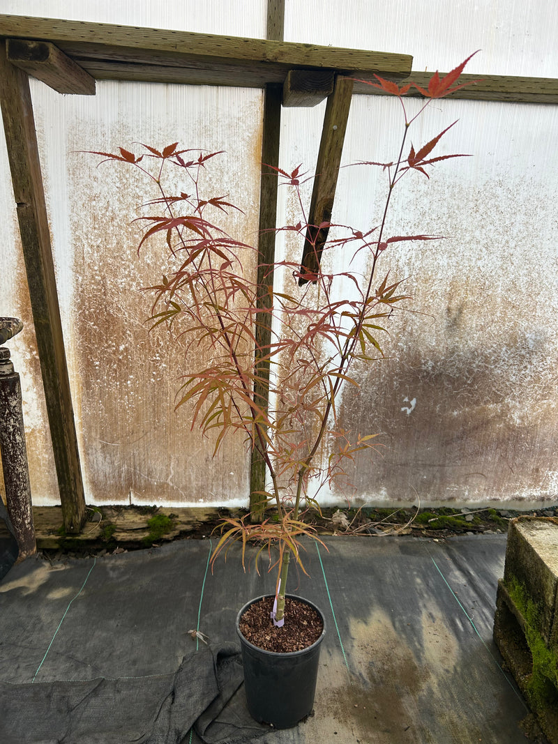 Acer palmatum 'Hubbs Red Willow' Japanese Maple