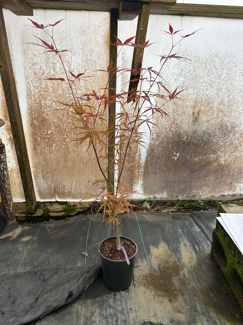 Acer palmatum 'Hubbs Red Willow' Japanese Maple