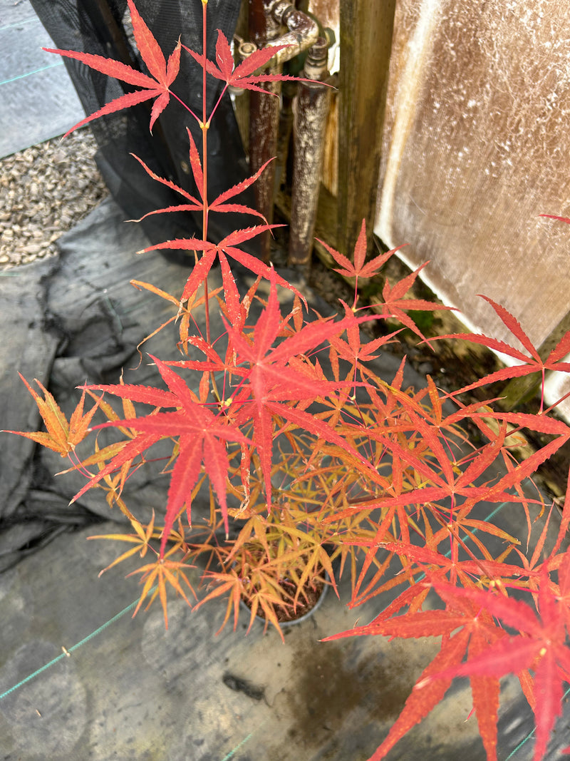 Acer palmatum 'Hubbs Red Willow' Japanese Maple