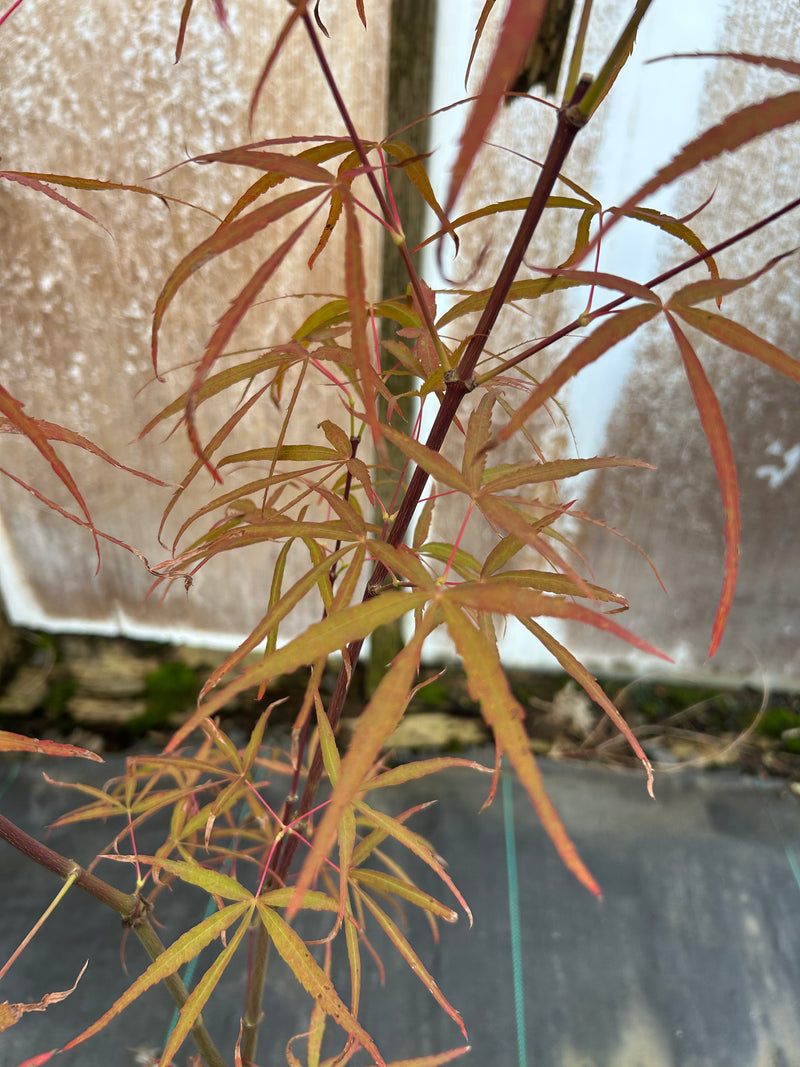 Acer palmatum 'Hubbs Red Willow' Japanese Maple