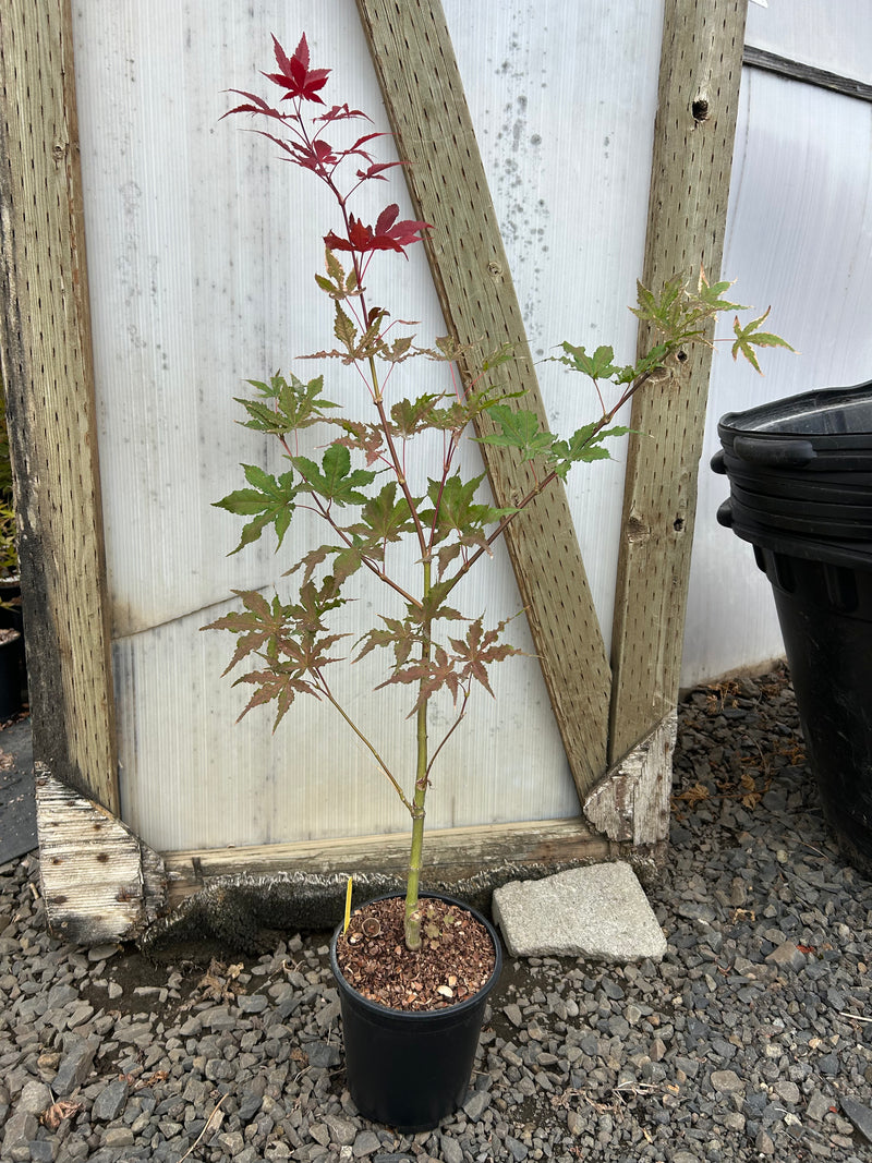 Acer palmatum 'Purple Ghost' Purple Reticulated Japanese Maple Tree