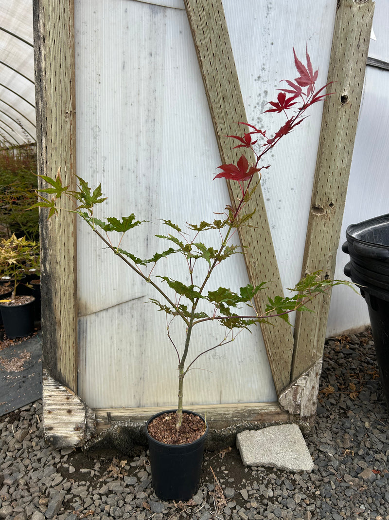Acer palmatum 'Purple Ghost' Purple Reticulated Japanese Maple Tree