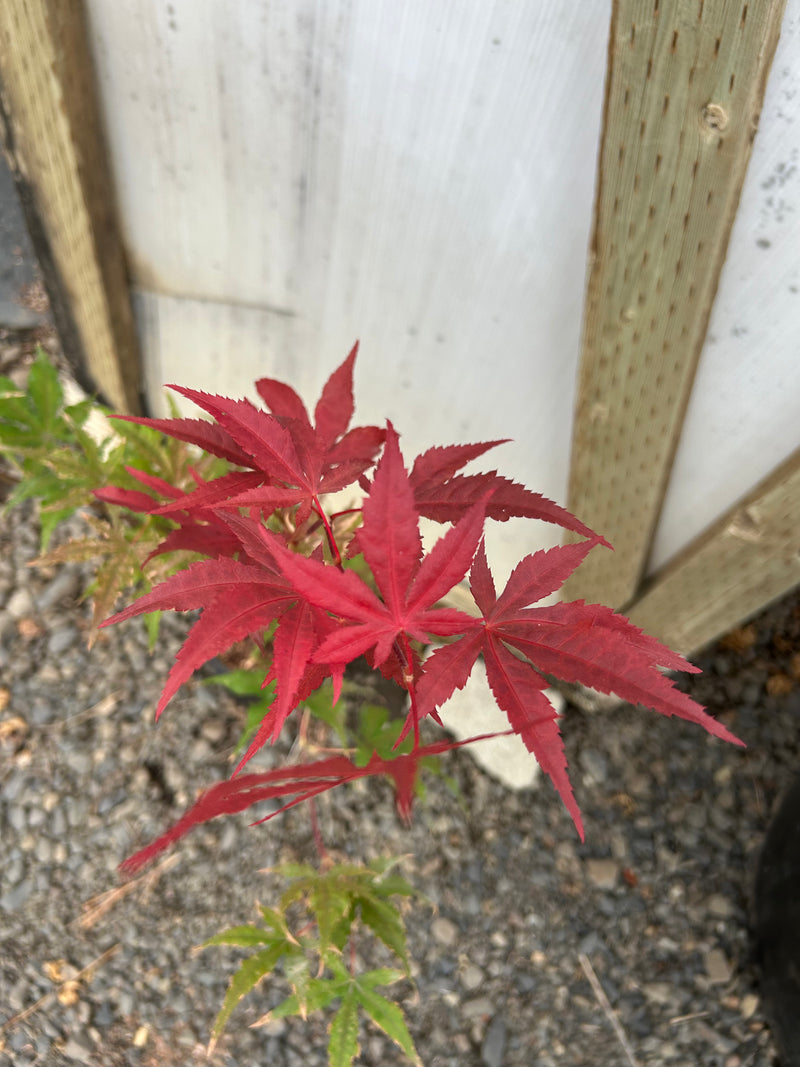 Acer palmatum 'Purple Ghost' Purple Reticulated Japanese Maple Tree
