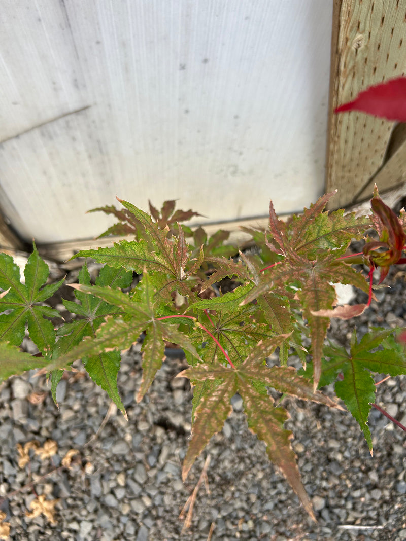 Acer palmatum 'Purple Ghost' Purple Reticulated Japanese Maple Tree