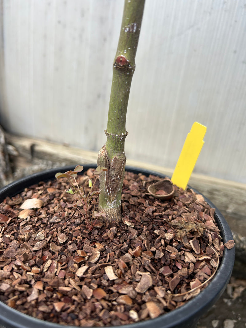 Acer palmatum 'Purple Ghost' Purple Reticulated Japanese Maple Tree