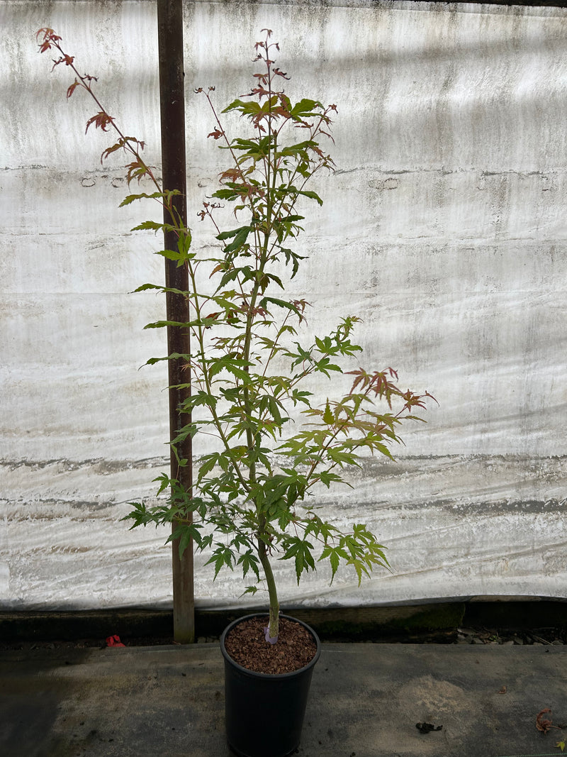 Acer palmatum 'La Diabla Sport' Japanese Maple