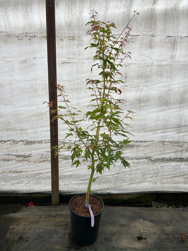 Acer palmatum 'La Diabla Sport' Japanese Maple