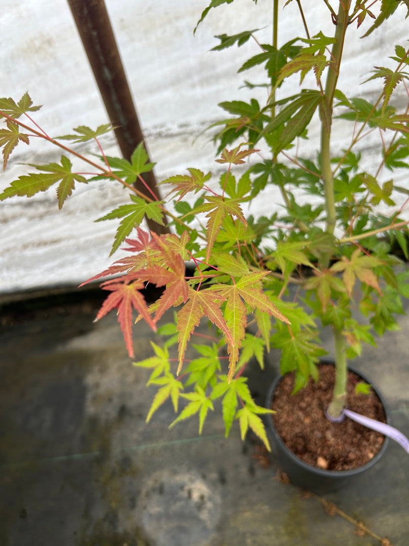 Acer palmatum 'La Diabla Sport' Japanese Maple