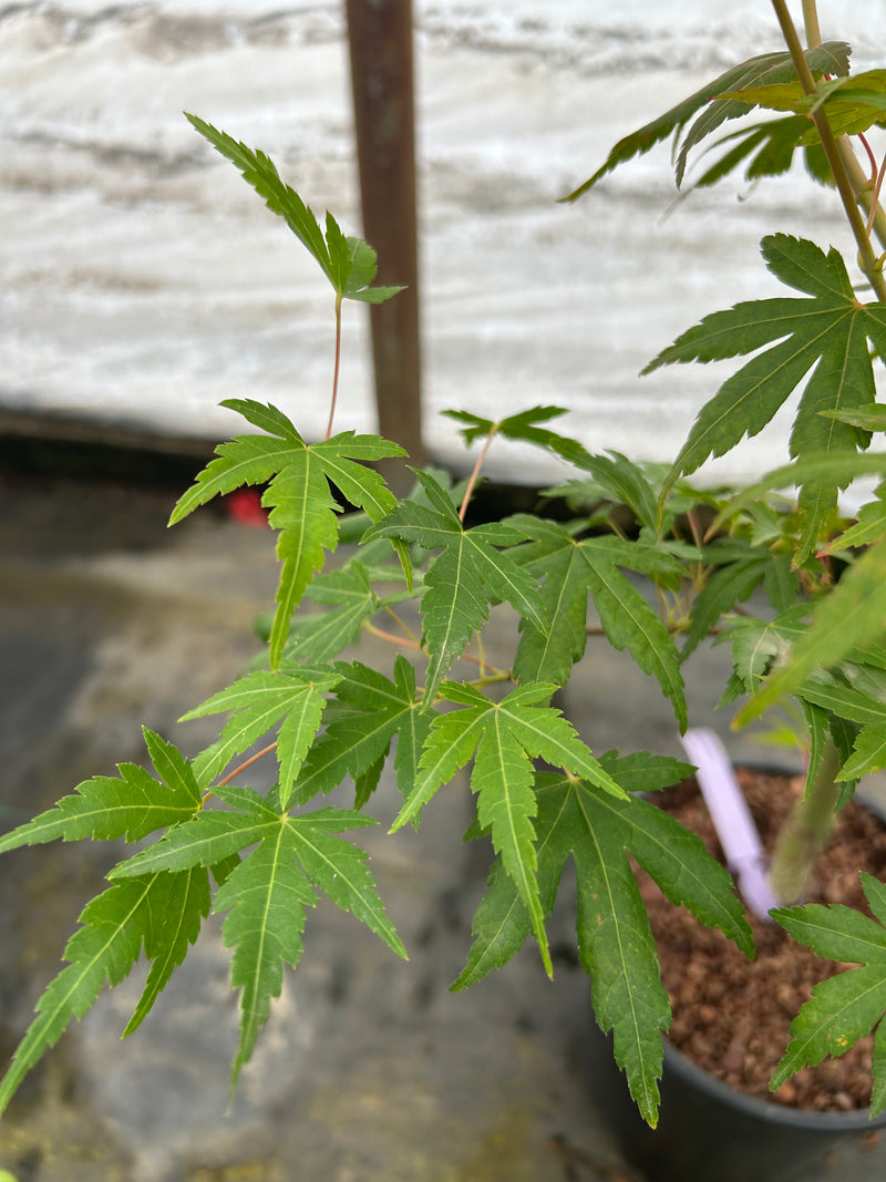 Acer palmatum 'La Diabla Sport' Japanese Maple