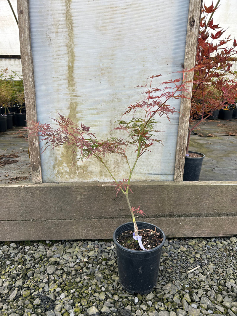 Acer palmatum 'Orangeola' Japanese Maple