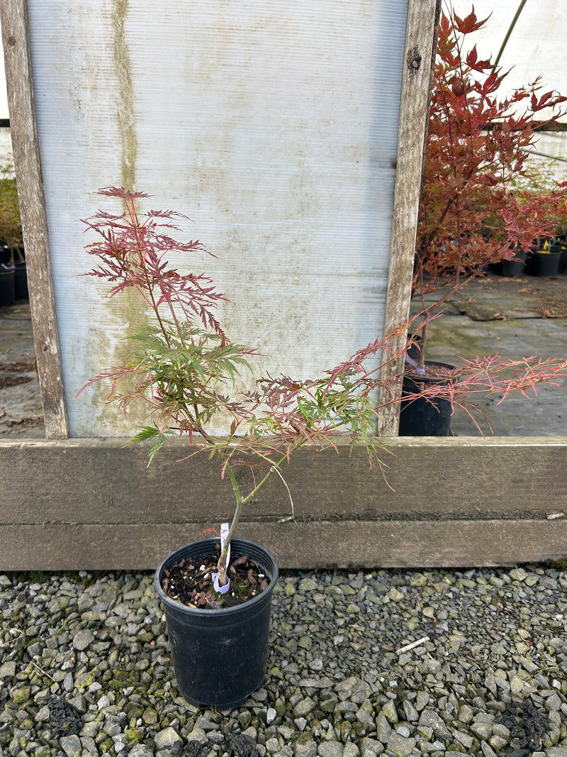 Acer palmatum 'Orangeola' Japanese Maple