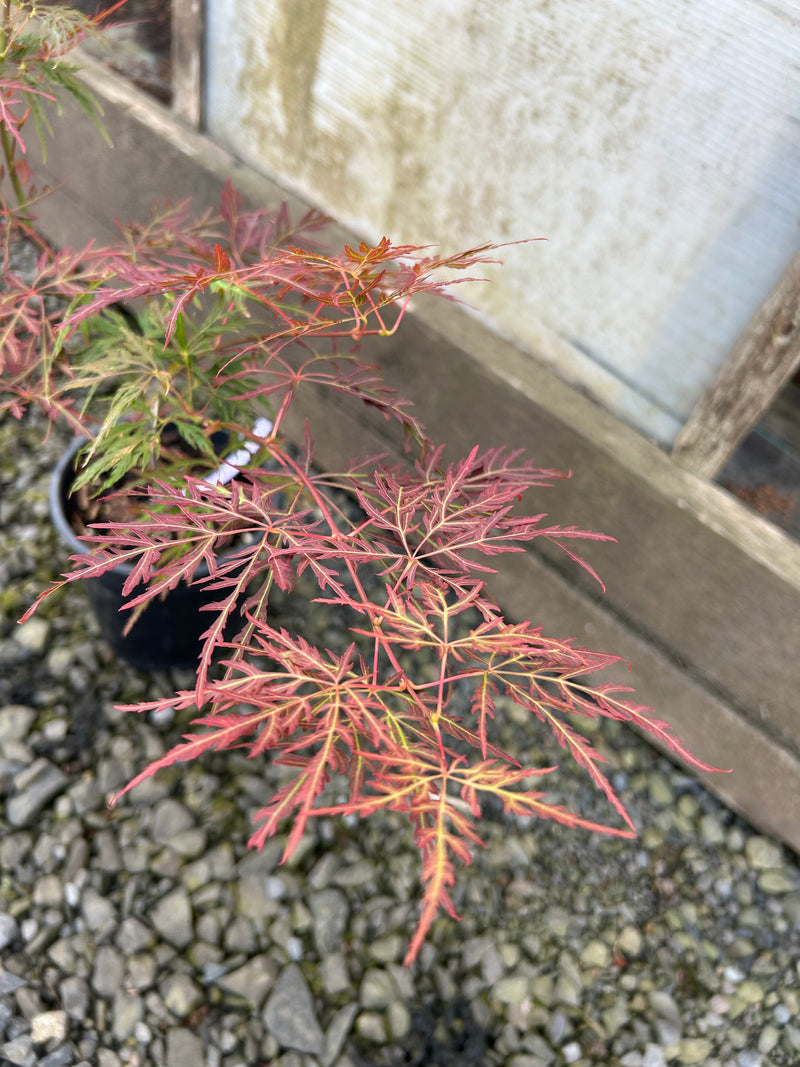 Acer palmatum 'Orangeola' Japanese Maple