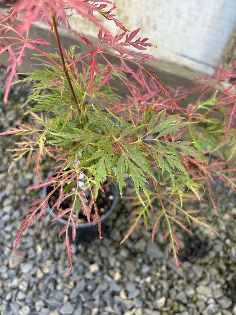 Acer palmatum 'Orangeola' Japanese Maple