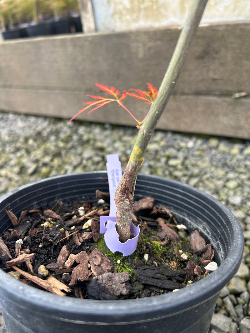 Acer palmatum 'Orangeola' Japanese Maple