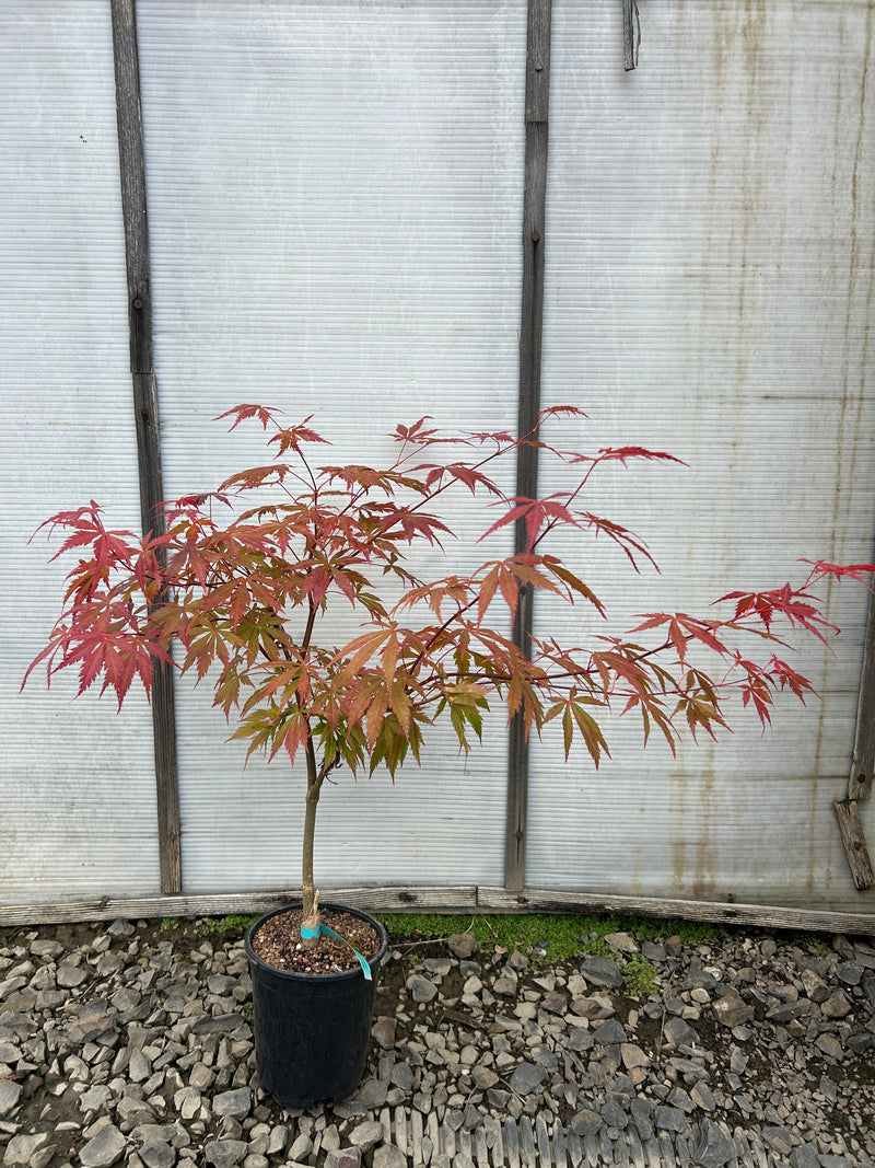 Acer shirasawanum 'Purple Umbrella' Full Moon Japanese Maple