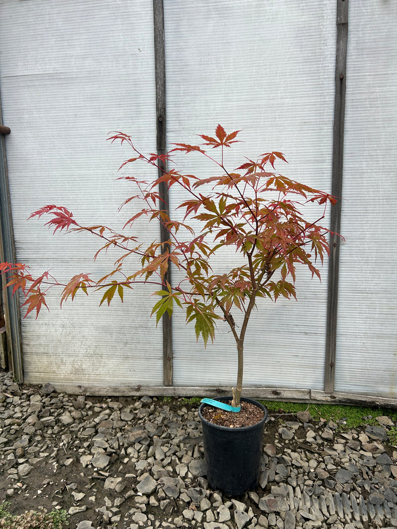 Acer shirasawanum 'Purple Umbrella' Full Moon Japanese Maple