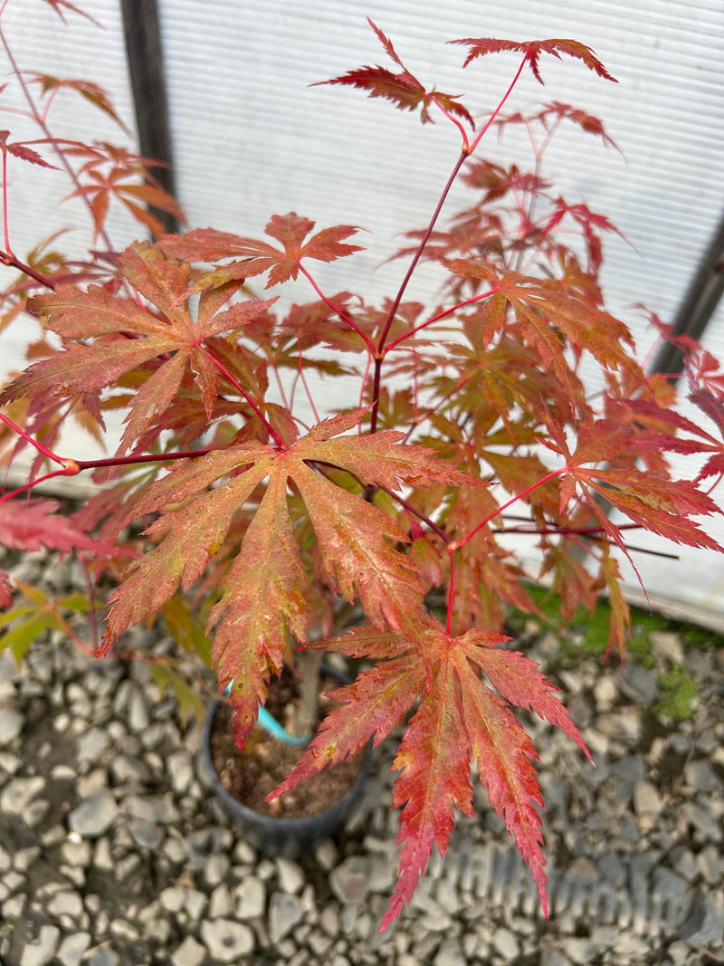 Acer shirasawanum 'Purple Umbrella' Full Moon Japanese Maple
