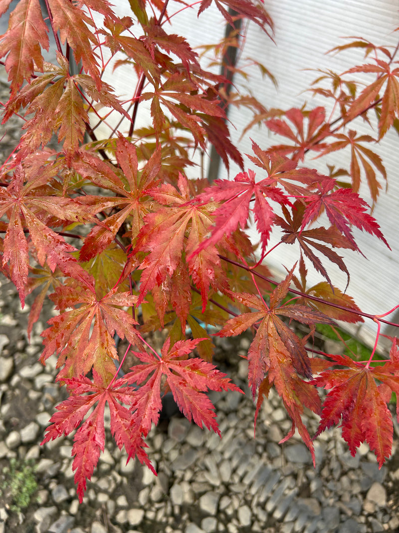 Acer shirasawanum 'Purple Umbrella' Full Moon Japanese Maple