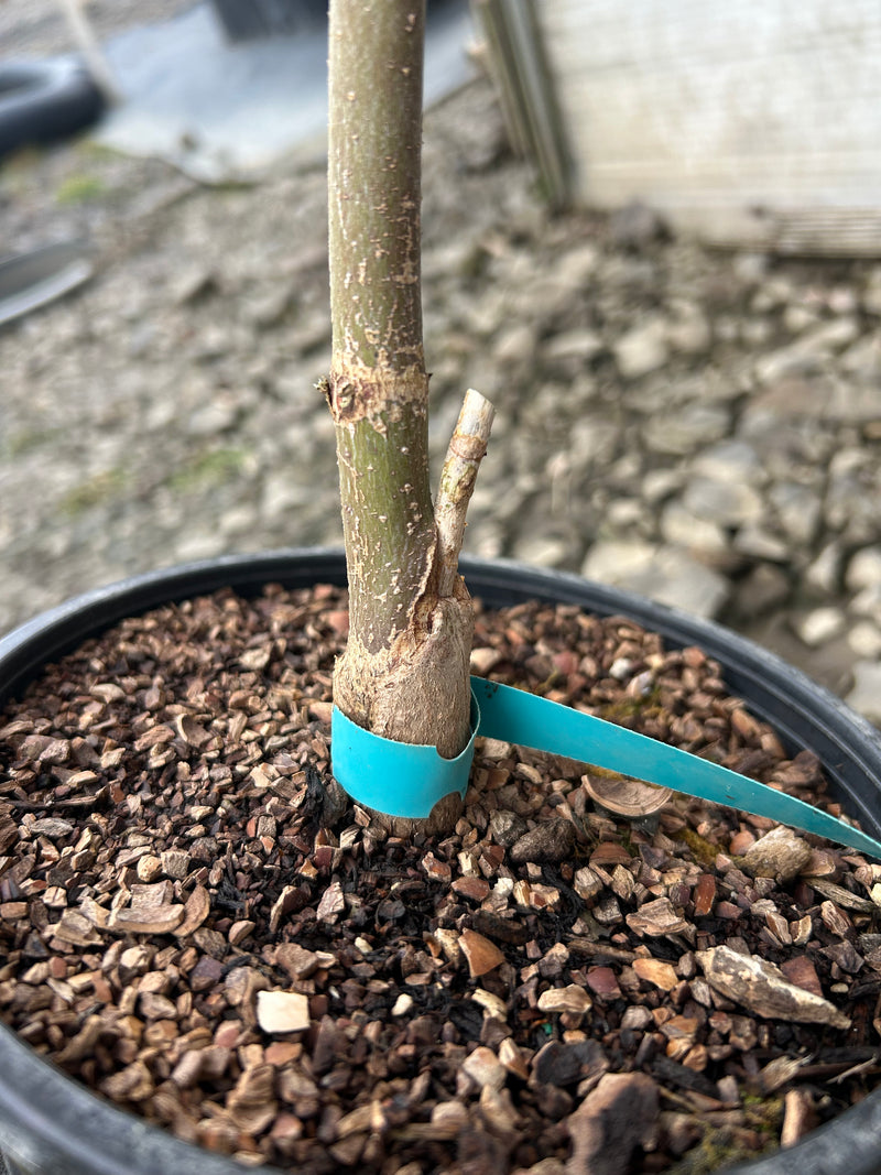 Acer shirasawanum 'Purple Umbrella' Full Moon Japanese Maple