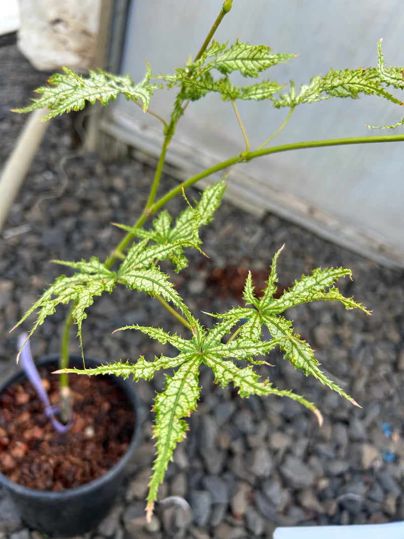 Acer palmatum 'First Ghost' Japanese Maple