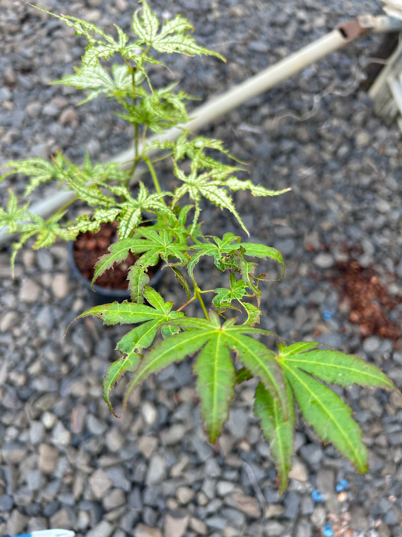 Acer palmatum 'First Ghost' Japanese Maple