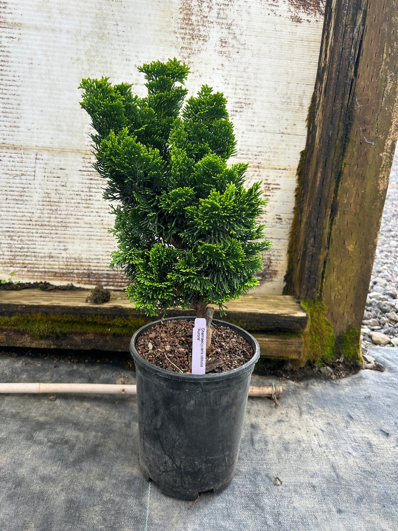 Chamaecyparis obtusa 'Aurora' Aurora Hinoki Cypress