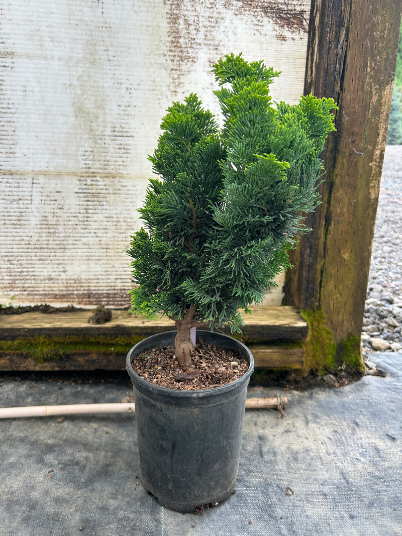 Chamaecyparis obtusa 'Aurora' Aurora Hinoki Cypress