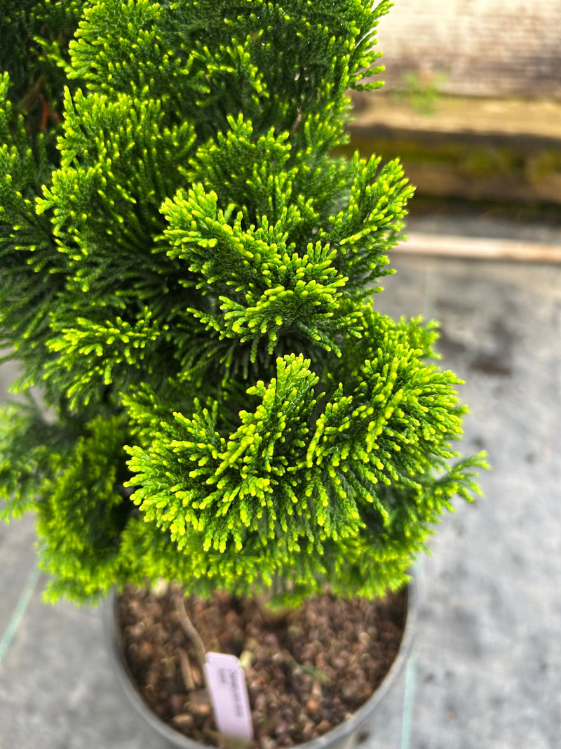 Chamaecyparis obtusa 'Aurora' Aurora Hinoki Cypress