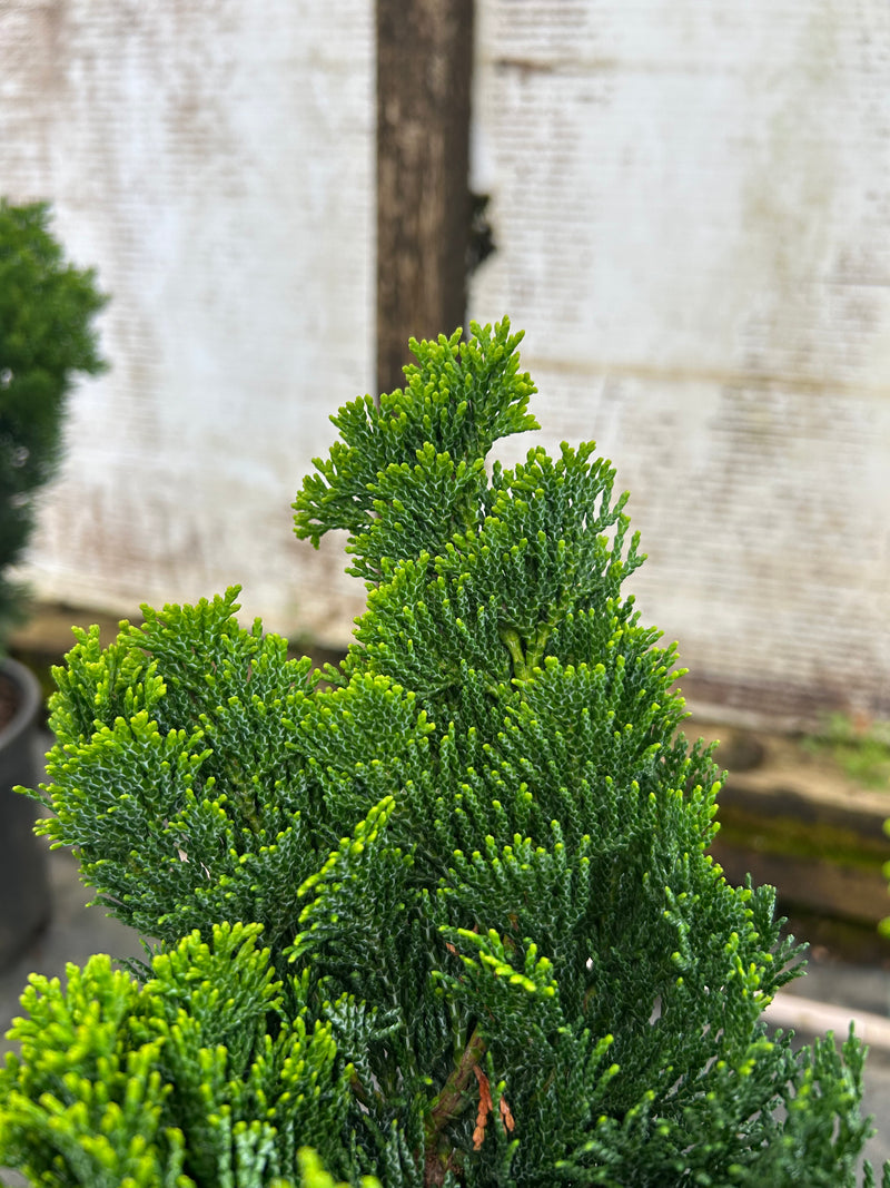 Chamaecyparis obtusa 'Aurora' Aurora Hinoki Cypress