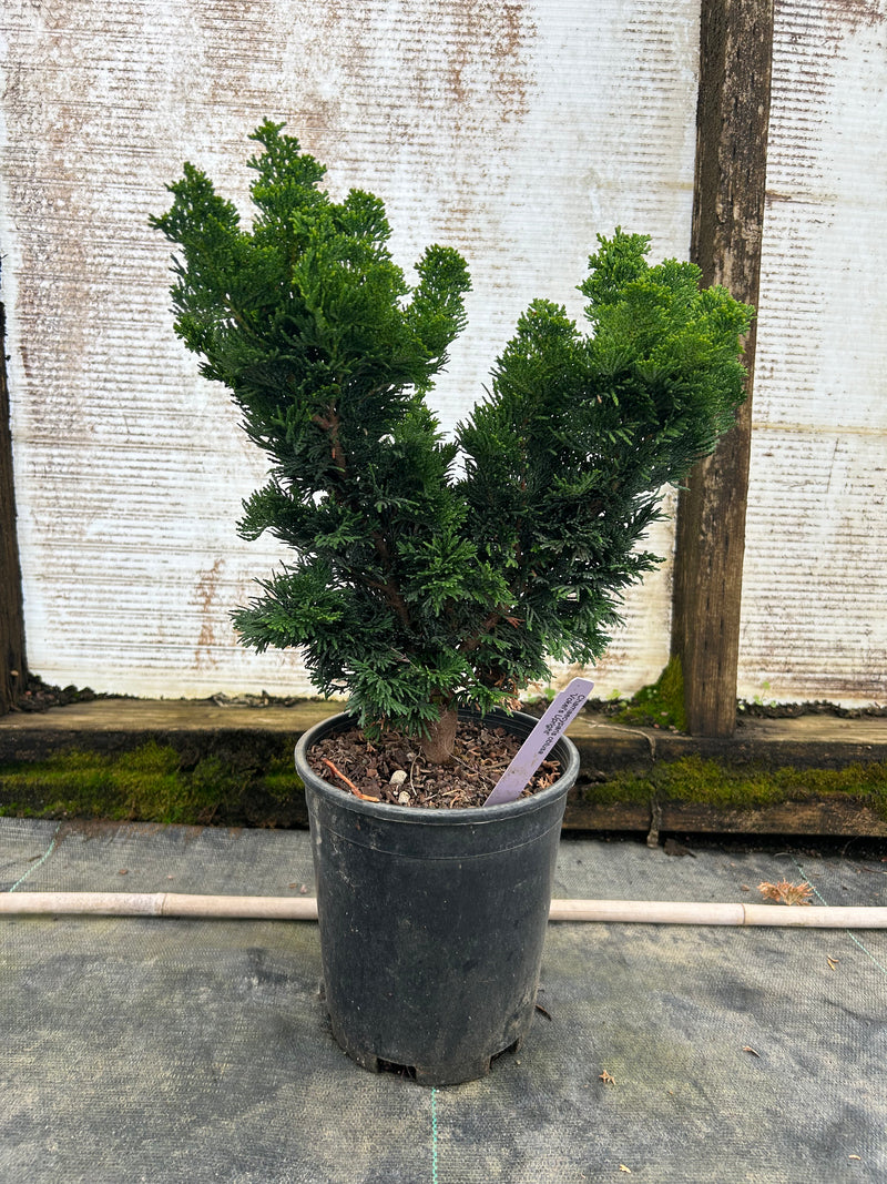 Chamaecyparis obtusa 'Vokel's Upright' Dwarf Hinoki Cypress