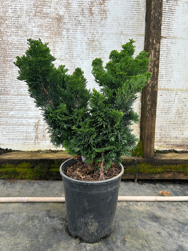 Chamaecyparis obtusa 'Vokel's Upright' Dwarf Hinoki Cypress