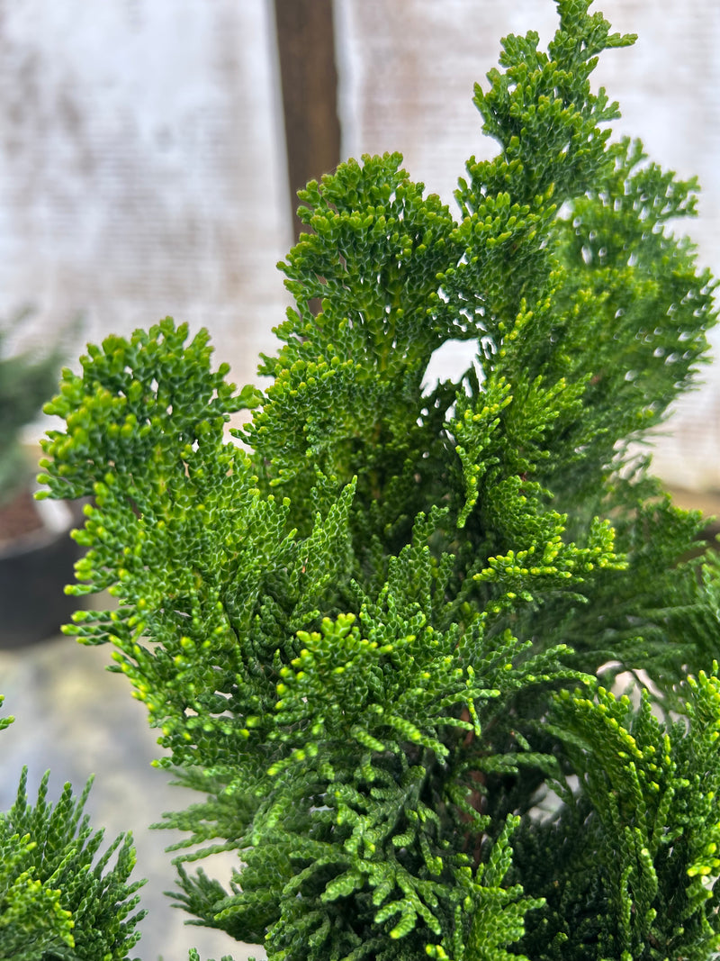 Chamaecyparis obtusa 'Vokel's Upright' Dwarf Hinoki Cypress