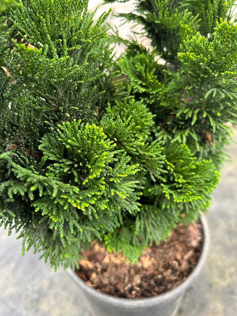 Chamaecyparis obtusa 'Vokel's Upright' Dwarf Hinoki Cypress