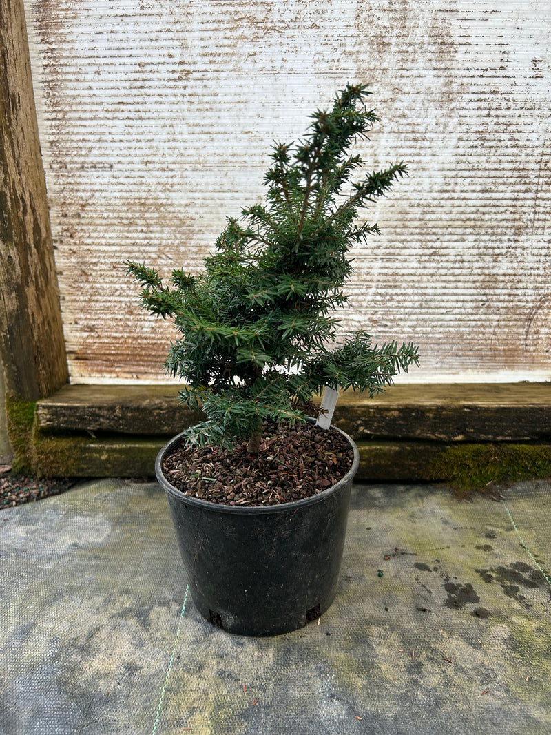 Tsuga canadensis 'Greenwood Lake' Dwarf Canadian Hemlock
