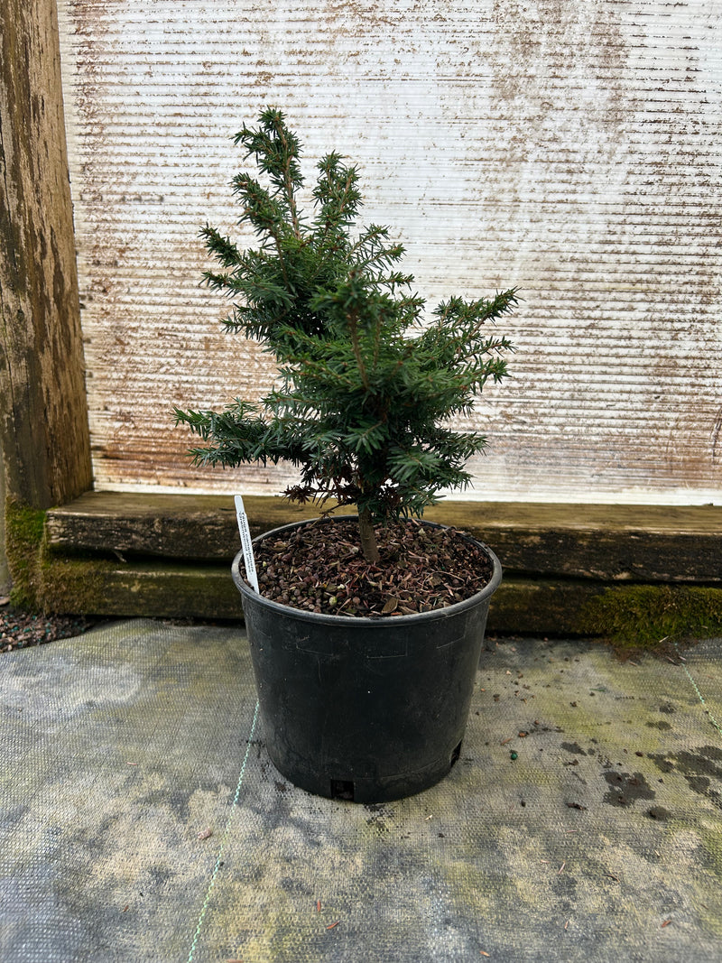 Tsuga canadensis 'Greenwood Lake' Dwarf Canadian Hemlock