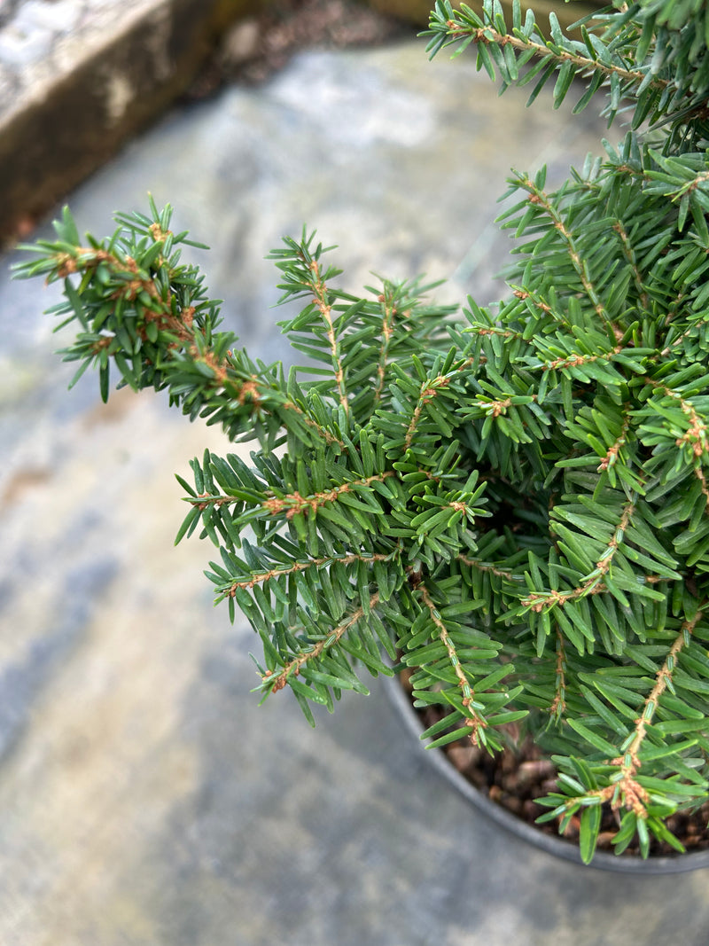 Tsuga canadensis 'Greenwood Lake' Dwarf Canadian Hemlock