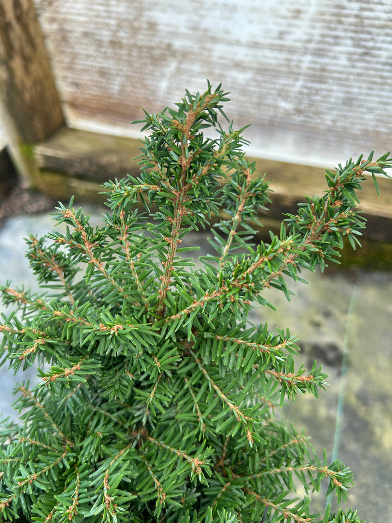 Tsuga canadensis 'Greenwood Lake' Dwarf Canadian Hemlock