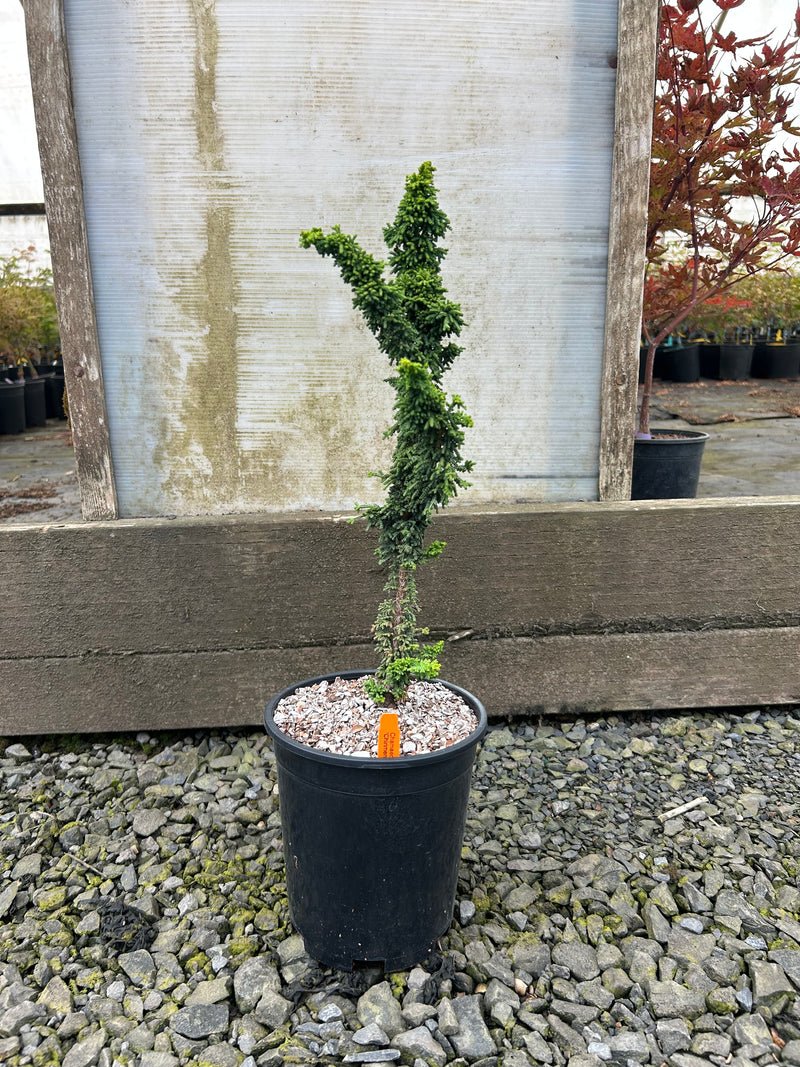 Chamaecyparis obtusa 'Chirimen' Dwarf Hinoki Cypress