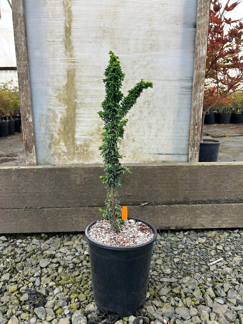 Chamaecyparis obtusa 'Chirimen' Dwarf Hinoki Cypress