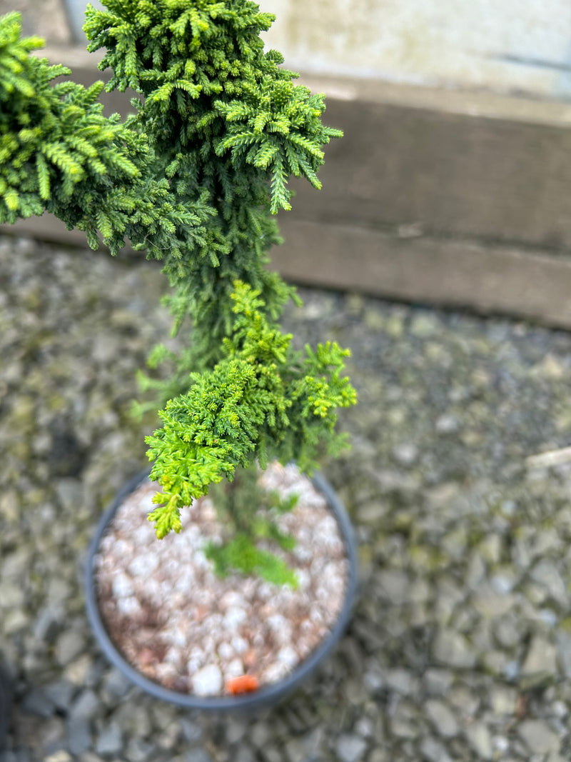 Chamaecyparis obtusa 'Chirimen' Dwarf Hinoki Cypress