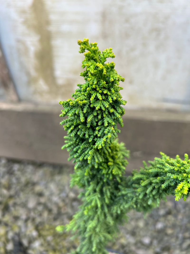 Chamaecyparis obtusa 'Chirimen' Dwarf Hinoki Cypress