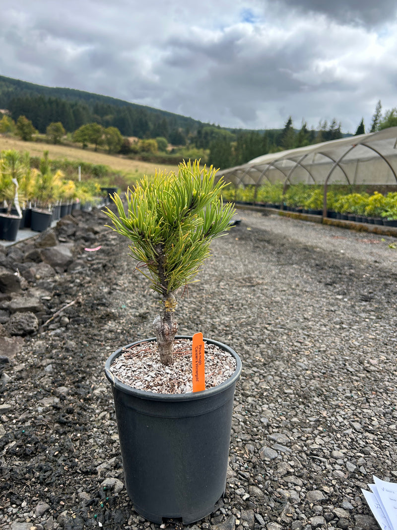 Pinus mugo 'Carstens’ Wintergold Dwarf Mountain Pine Tree