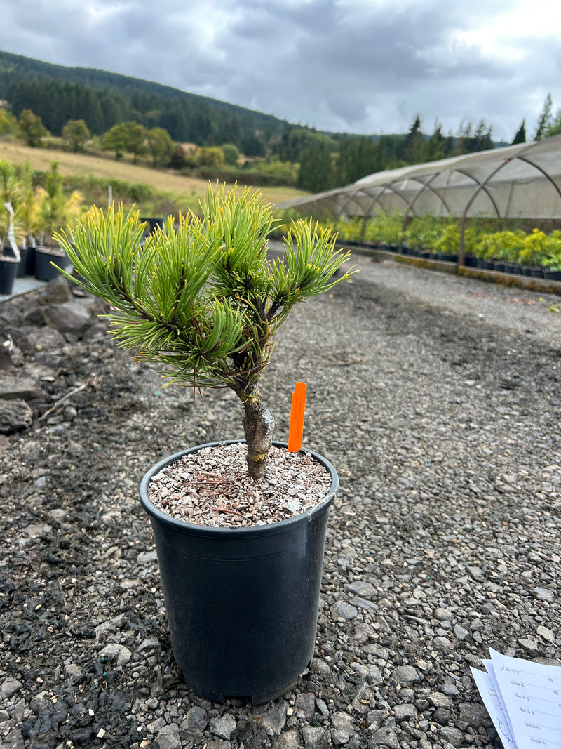 Pinus mugo 'Carstens’ Wintergold Dwarf Mountain Pine Tree