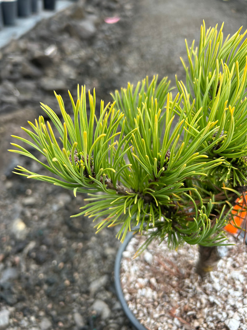 Pinus mugo 'Carstens’ Wintergold Dwarf Mountain Pine Tree