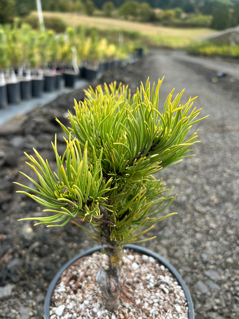 Pinus mugo 'Carstens’ Wintergold Dwarf Mountain Pine Tree