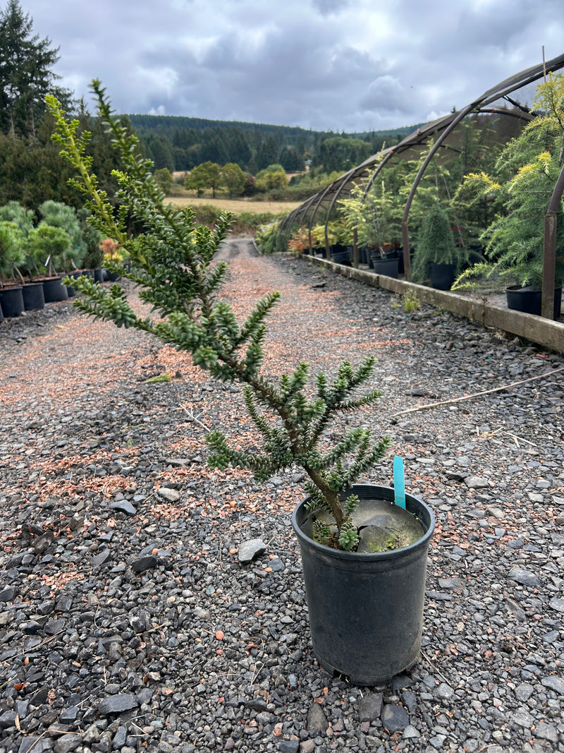 Taxus baccata 'Amersfoort' Japanese Yew