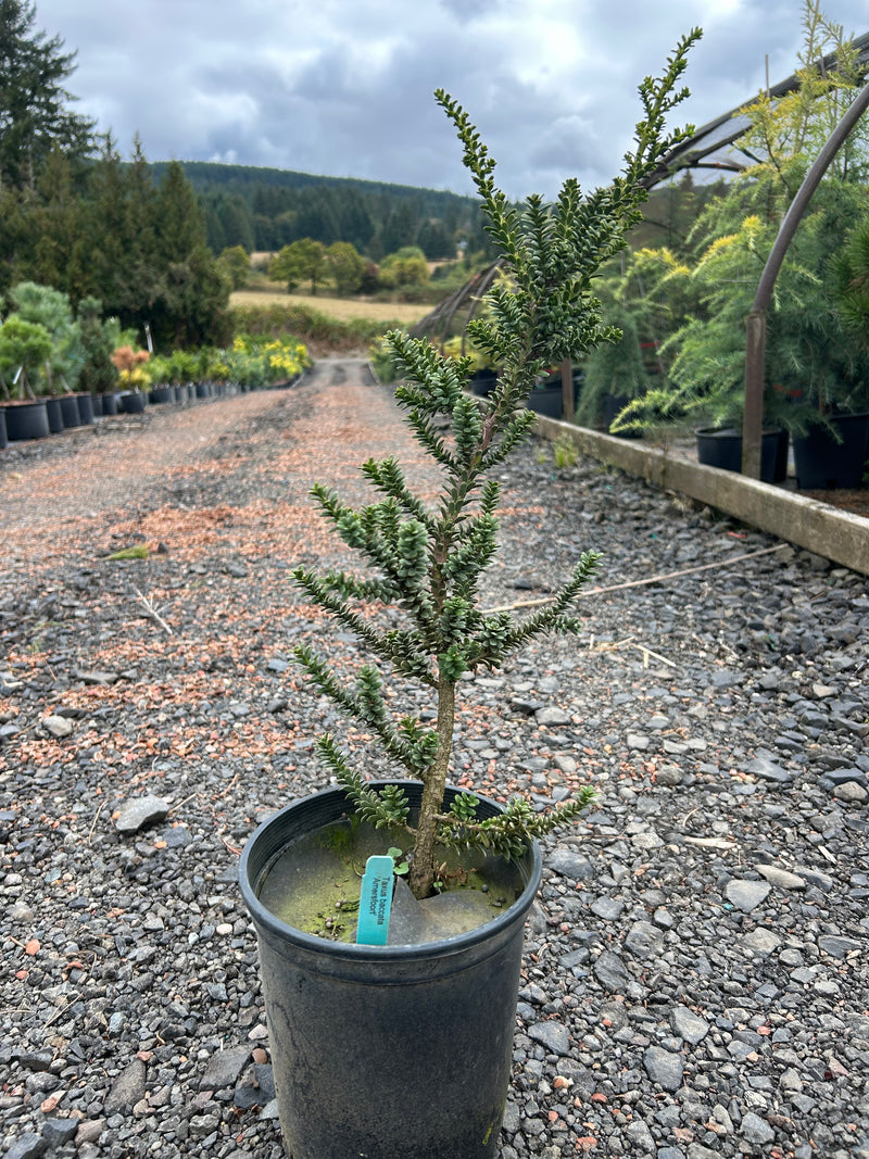 Taxus baccata 'Amersfoort' Japanese Yew