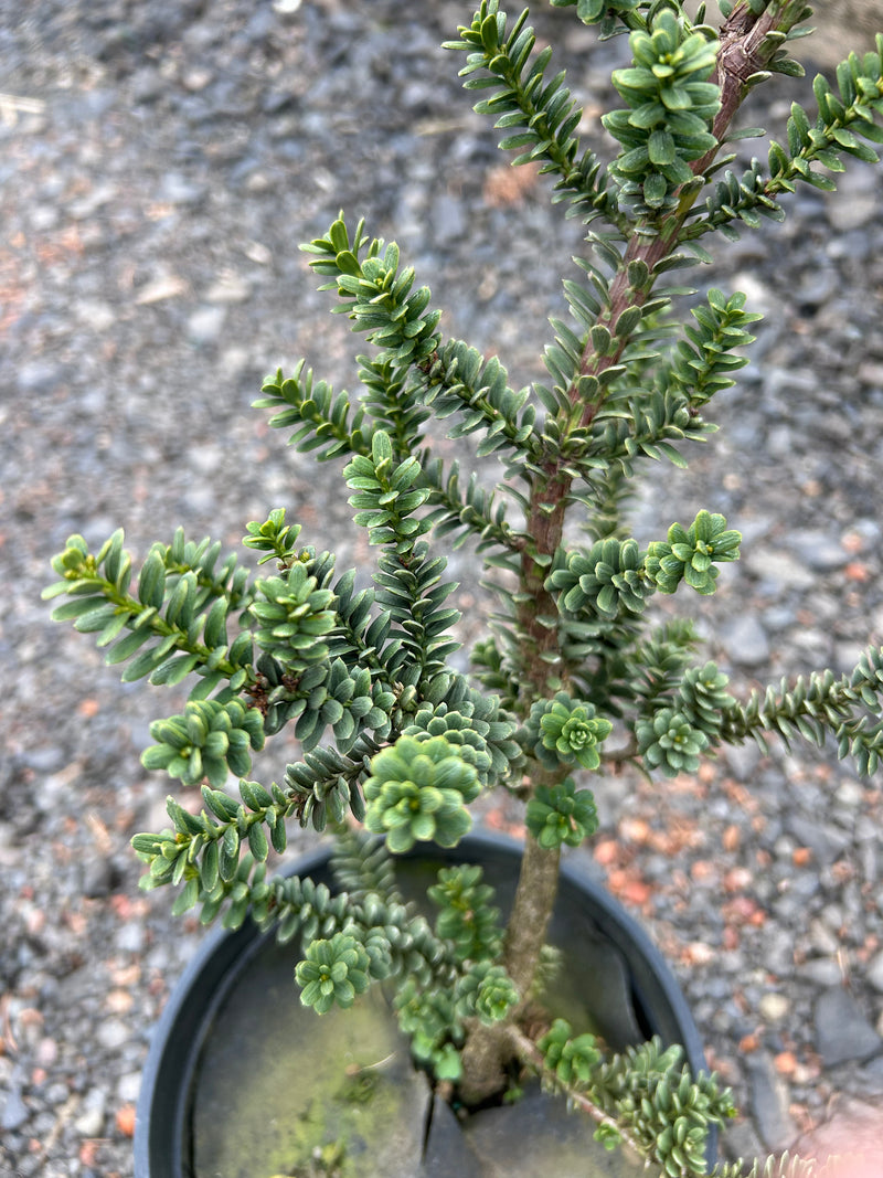 Taxus baccata 'Amersfoort' Japanese Yew